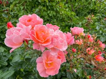 Wunderschöne Rosen von Tisens