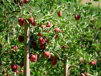 Apple trees along the Tschars irrigation canal trail
