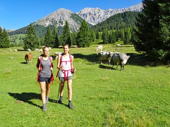 Hikers walk through meadow with cows