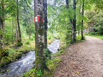 Hiking trail in the forest with mountain river