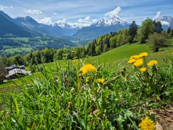Gelber Löwenzahn auf grüner Wiese mit schneebedeckten Bergen im Hintergrund. Tal mit Dorf und Wäldern in der Region Berchtesgaden sichtbar.