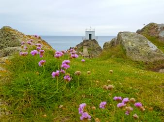 Blumenwiesen und Aussichtspunkt beim Wandern in Saint Peter Port