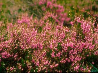 Beautiful pink moorland flower