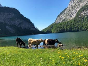 Cows at lake Gosausee