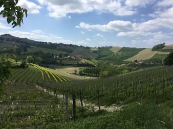 Weingärten in Piemont Weingärten in Piemont