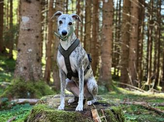 Hundeporträt im Wald