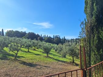 Bäume in den Hügeln von Livorno mit blauem Himmel