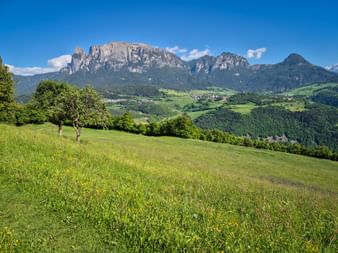 Green meadow with scattered trees on Rittner Hochplateau, overlooking the dramatic Schlern massif and forested valleys under blue sky.