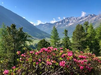 Panoramablick aufs Schnalstal mit Blumen