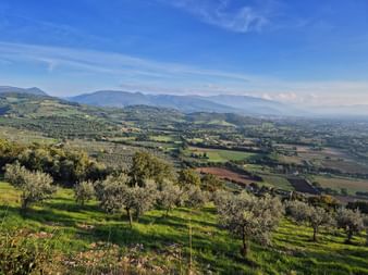 Olivenbäume auf grünem Hang des Monte Subasio mit Panoramablick auf umbrisches Tal, landwirtschaftliche Felder und ferne Berge unter blauem Himmel.
