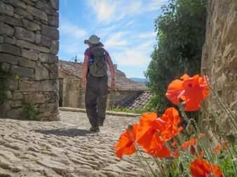 Hiker on the wine hiking trail with poppies