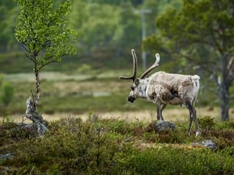 Weißes Rentier mit Geweih läuft auf moosigem Boden in Funäsfjällen, Schweden. Birken und grüne Berglandschaft im Hintergrund.