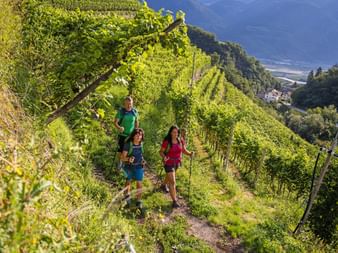 Wanderung einer Gruppe in den Weinbergen Südtirols