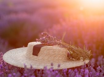 Sun hat lies on a lavender field, Small bunch of lavender lies on the sun hat, purple light, sunset