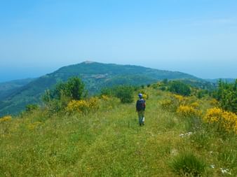 Hiking trails through the blooming flora of the Cilento