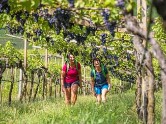 Wanderinnen in den Weinbergen am Kalterer See