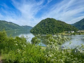 View of the Danube River at Schlögener Schlinge with forested hills and white wildflowers in foreground. Blue sky with wispy clouds above.