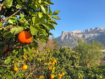 Oranges in the Tramuntana Mountains with a beautiful view of the mountains