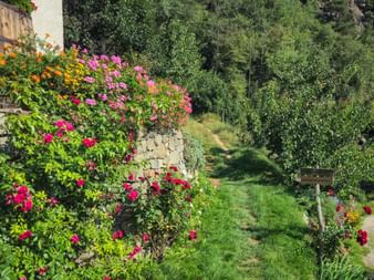 Colorful flowers along the hiking trail