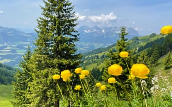 View of flowers and the magnificent nature in the background