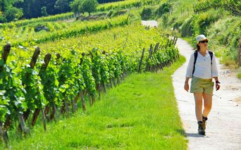 Wanderung durch die Weingebiete genießen