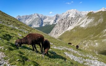Dark-wooled sheep grazing on green alpine meadow in the Karwendel mountains. Rocky peaks and valleys visible under blue sky.