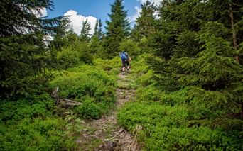 Wanderer im Thüringerwald