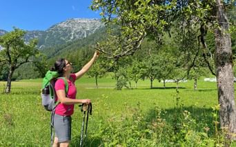 Wanderin mit Rucksack und Stöcken greift nach Äpfeln an einem Baum auf einer grünen Wiese. Berge und blauer Himmel im Hintergrund.