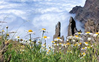 Blumen und Felsen im Nebel auf La Palma