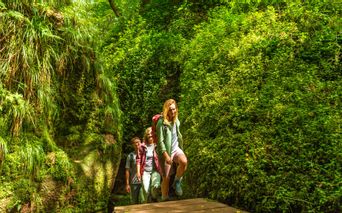 3 Hikers on a forest path with mossy rocks on the Rennsteig trail