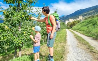 Apple trees on the hiking trail near Churburg Castle in South Tyrol