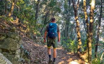 Wandern im Wald
