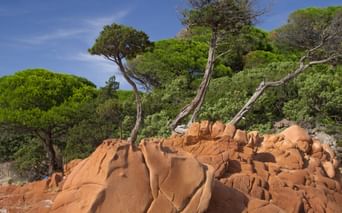 Wanderung entlang roter Felsen mit Kiefern bewachsen