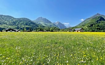 Colorful meadow with yellow and white wildflowers in Salzkammergut. Green mountains and scattered houses visible under blue sky.