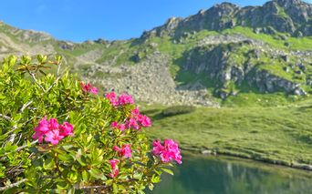 Blooming alpine bush and lush alpine meadows