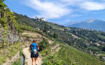 Wanderin in den Weinbergen mit Blick auf Schloss Tirol