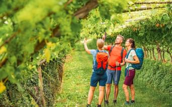 Wanderer unterwegs in den Burgunder Weinbergen