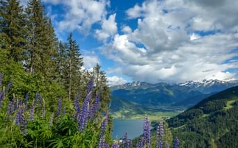 Purple lupine flowers in foreground with panoramic view of Zell am See lake, green valleys, and snow-capped Kitzbühel Alps under cloudy sky.