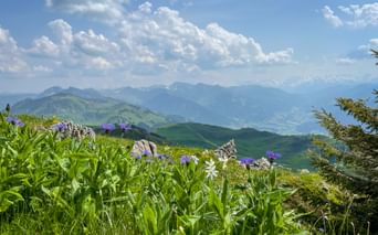 Wildflower meadow with purple and white blooms in the Kitzbühel Alps. Green mountain ranges and blue sky with white clouds in background.