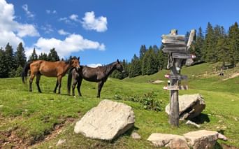 Horses along the hiking trail