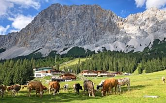 Herde brauner und weißer Kühe weidet auf grüner Almwiese mit traditionellen Berggebäuden und dramatischen Zugspitze-Felsen unter blauem Himmel.