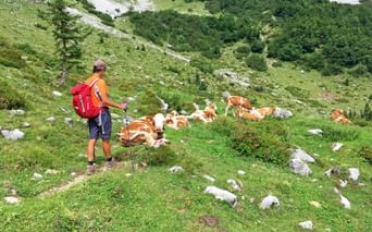 Alpine pasture on the hiking trail in the Kitzbühel Alps