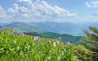 Purple wildflowers and white daisies in alpine meadow with mountain panorama. Green rolling hills and distant peaks under blue sky with clouds.