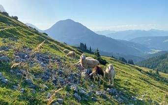 Sheep on an alpine meadow