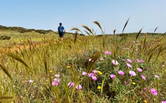 Rosa Wildblumen und goldene Gräser im Vordergrund mit Wanderer in blauem Shirt auf dem Portugiesischen Jakobsweg unter klarem Himmel.