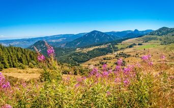 Wildblumenwiesen und Panorama auf der Wanderreise in der Auvergne