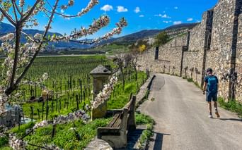 Wanderwege durch die Weingärten