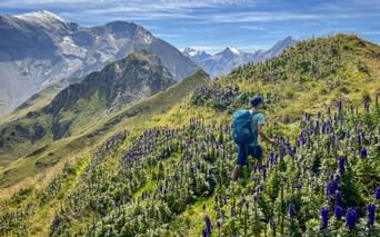 Wanderin mit Rucksack geht durch lila Wildblumen auf Almwiese im Nationalpark Hohe Tauern mit schneebedeckten Berggipfeln.