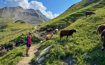 Female hiker in pink jacket with backpack stands on mountain trail surrounded by grazing sheep in green Alpine meadows with peaks in background.