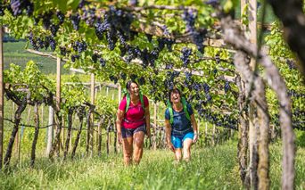Wanderinnen bestaunen die ertragreichen Weinreben